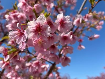 sakura.jpg